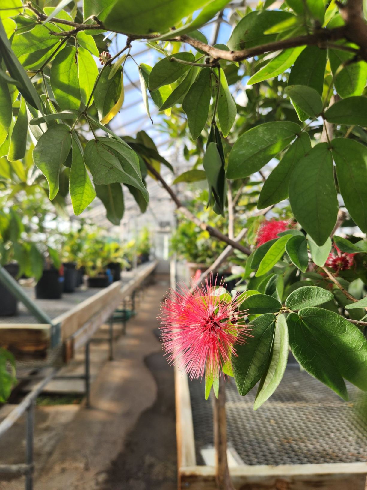 View from the garden and arboretum